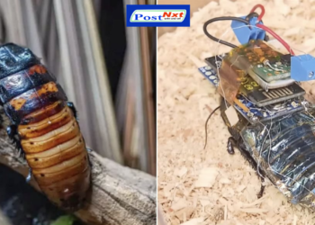 कॉकरोच ने आपदा में किया बड़ा काम, म्यांमार में राहत और बचाव कार्य में निभाई बड़ी भूमिका