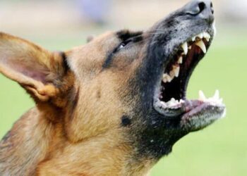 कुत्ता को बेरहमी से मारकर जान ले ली, पुलिस ने किया गिरफ्तार