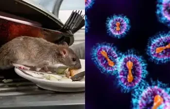 भारत सरकार अलर्ट: Hanta virus से दुनिया भर में चिंता, जानिए क्या हैं लक्षण