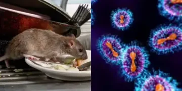 भारत सरकार अलर्ट: Hanta virus से दुनिया भर में चिंता, जानिए क्या हैं लक्षण